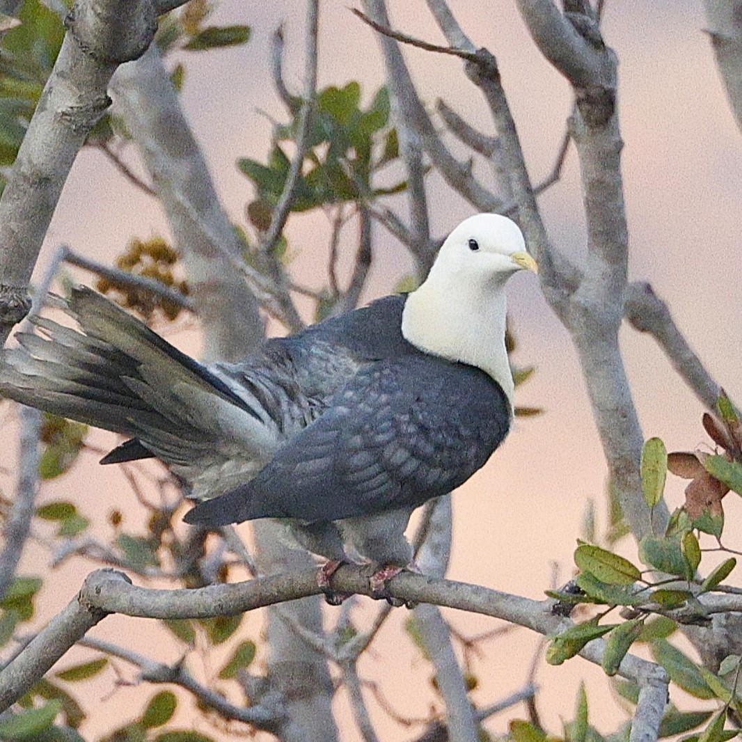 Black-banded Fruit-Dove - ML639432342