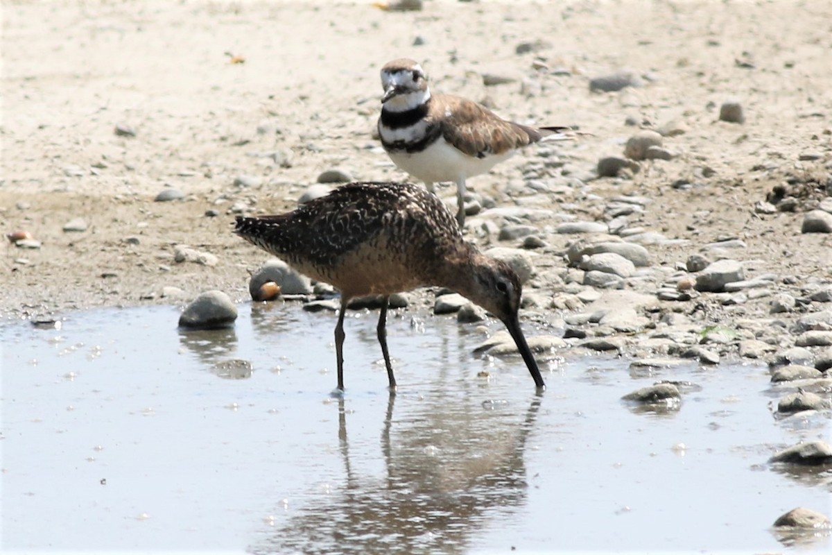 Long-billed Dowitcher - ML63943241