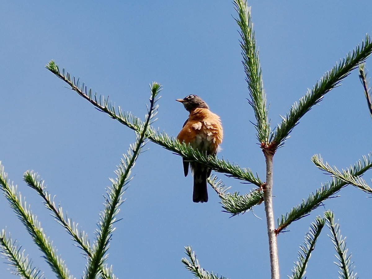 American Robin - ML639432428