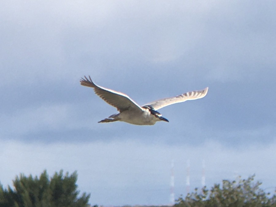 Black-crowned Night Heron - ML639432429
