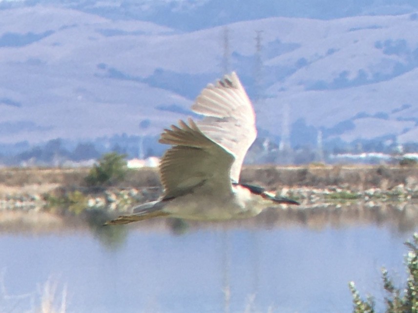 Black-crowned Night Heron - ML639432430