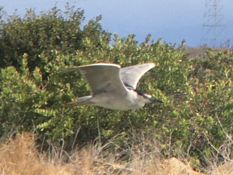 Black-crowned Night Heron - ML639432431