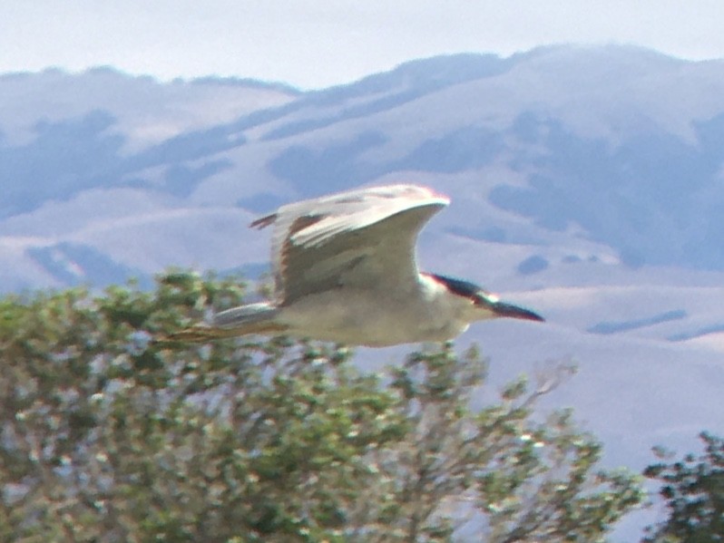 Black-crowned Night Heron - ML639432432