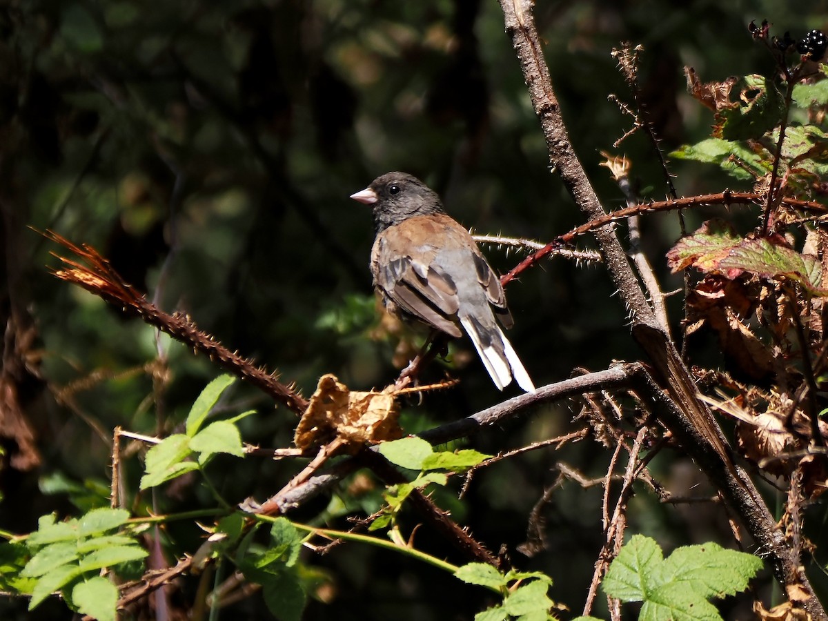 Dark-eyed Junco (Oregon) - ML639432437