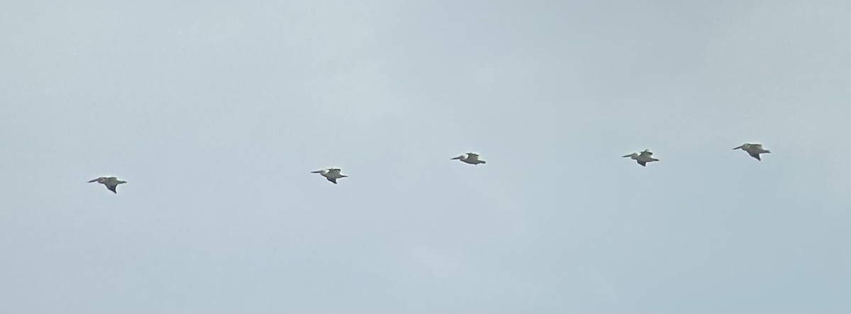 American White Pelican - ML639432475