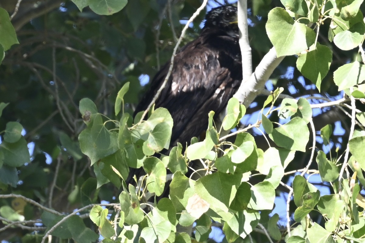 hawk sp. - ML639432495