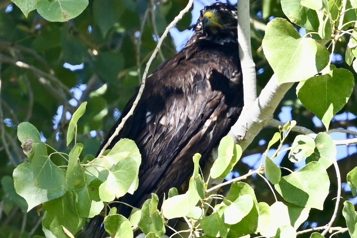 hawk sp. - ML639432528