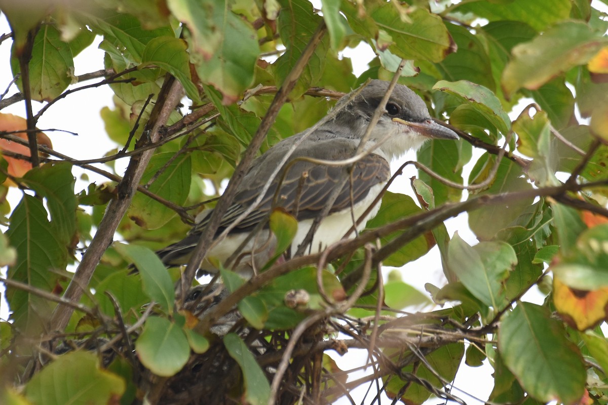Western x Gray Kingbird (hybrid) - ML639432541