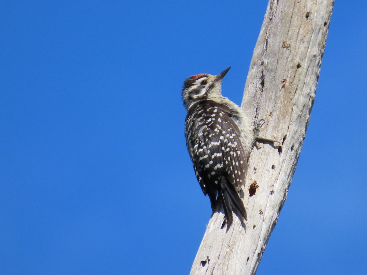 Nuttall's Woodpecker - ML639432548
