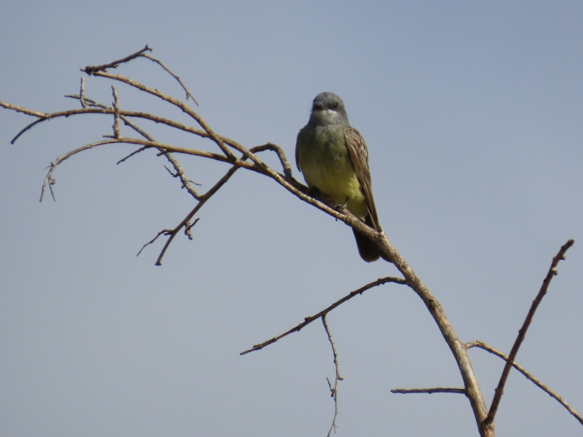Cassin's Kingbird - ML639432563