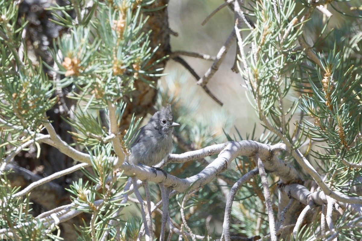 Juniper Titmouse - ML639432567