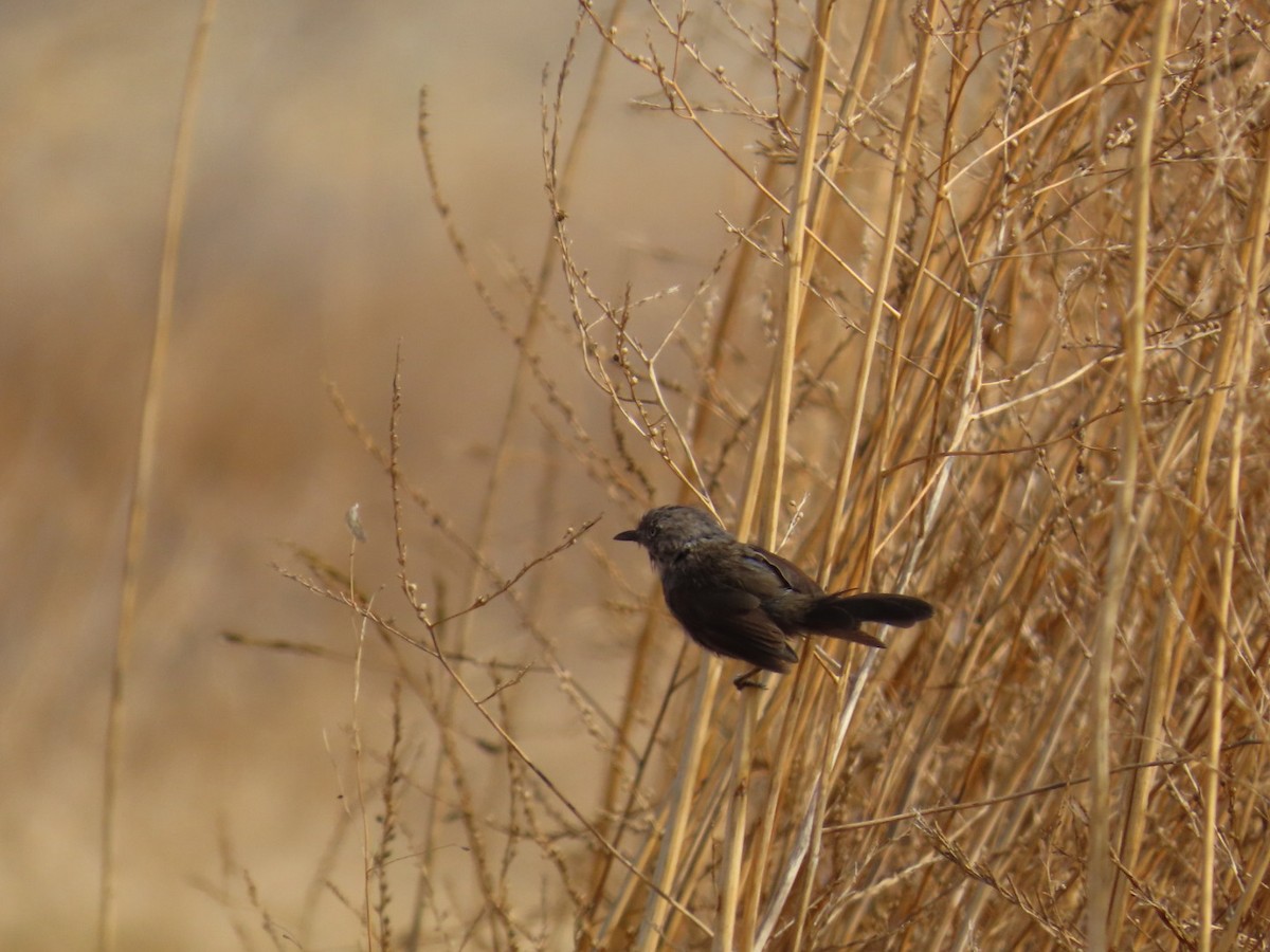 Wrentit - ML639432572