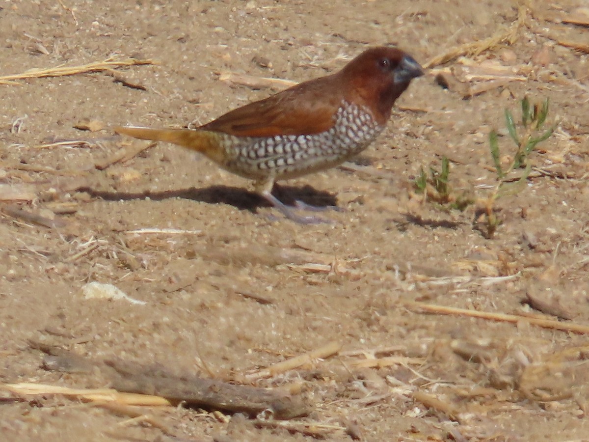 Scaly-breasted Munia - ML639432580