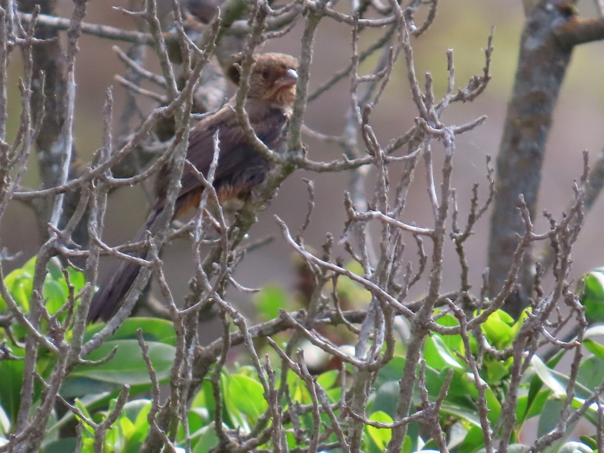 California Towhee - ML639432585