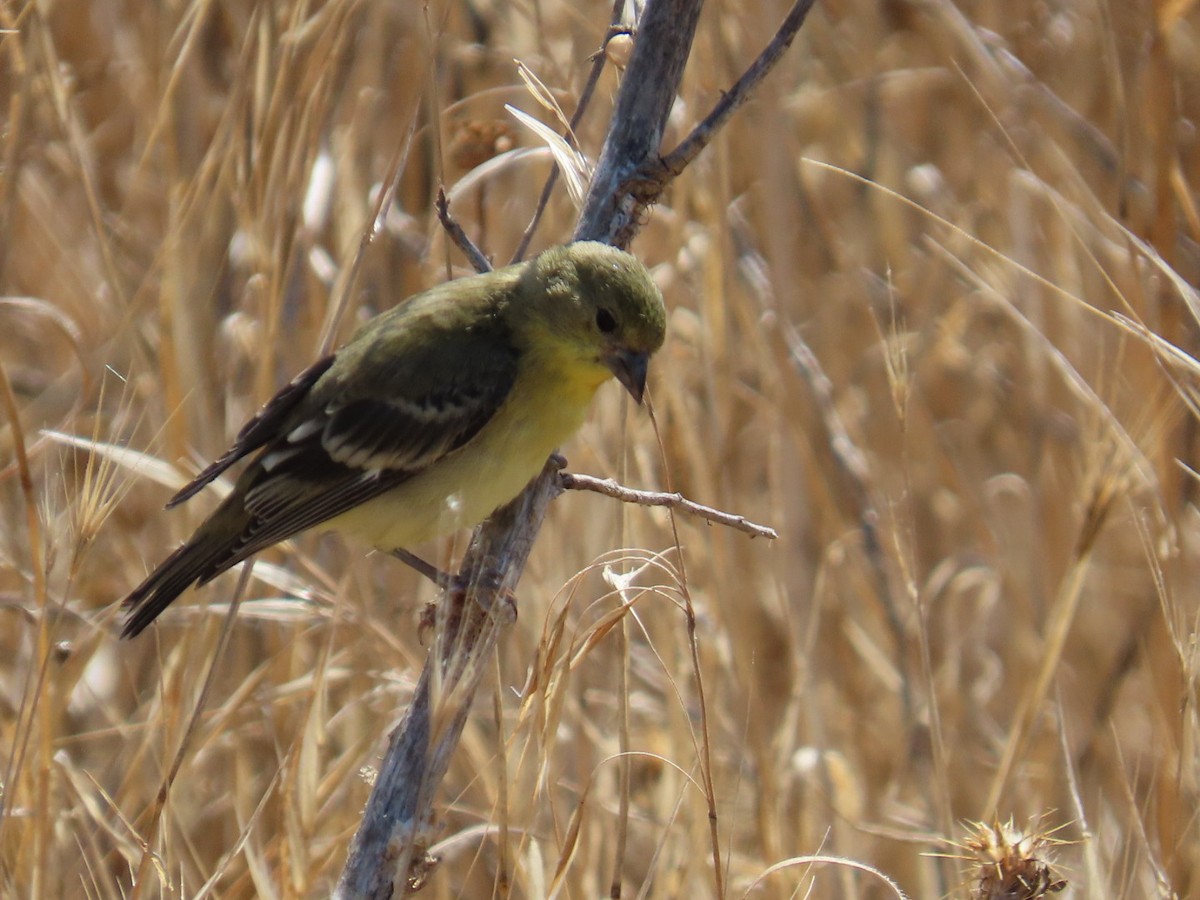 Lesser Goldfinch - ML639432593