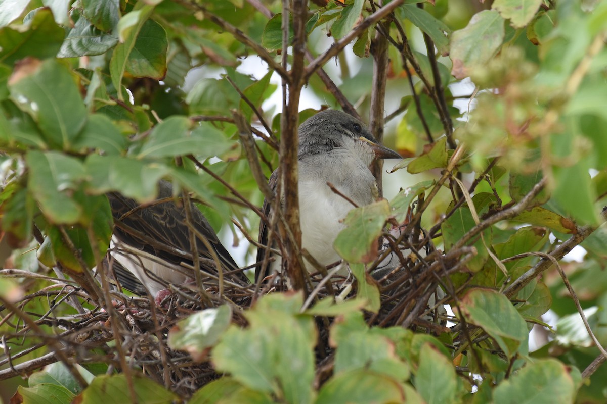 Western x Gray Kingbird (hybrid) - ML639432645