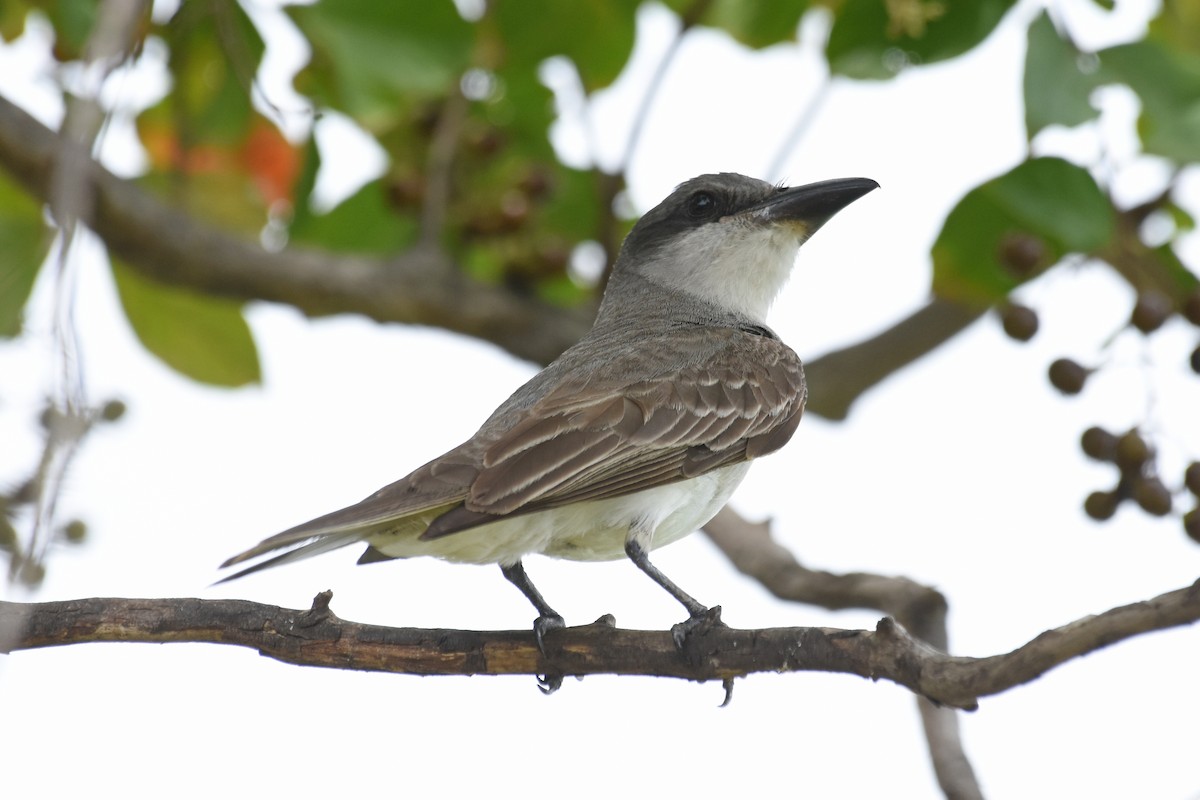 Gray Kingbird - ML639432654