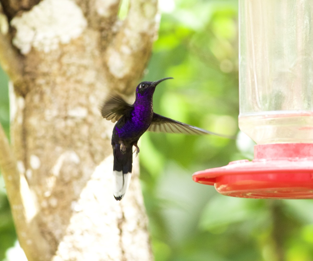 Violet Sabrewing - ML639432662