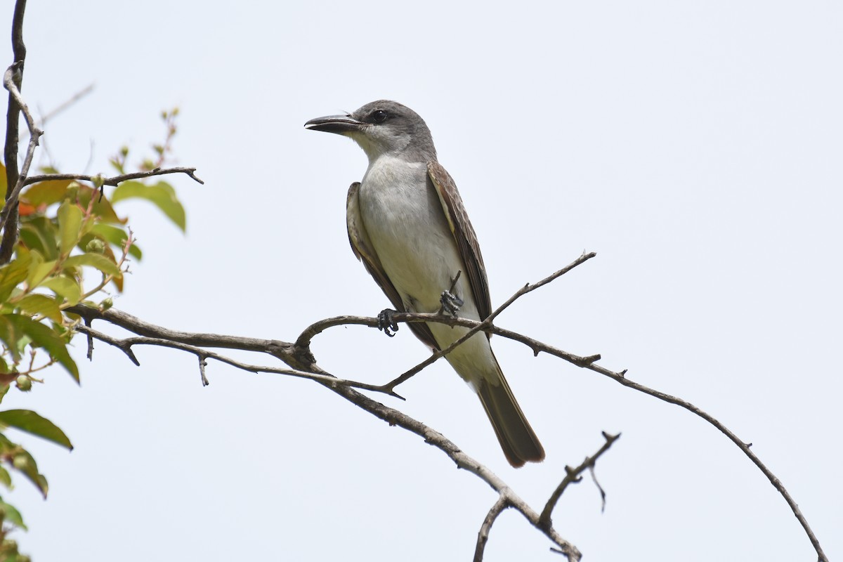 Gray Kingbird - ML639432664