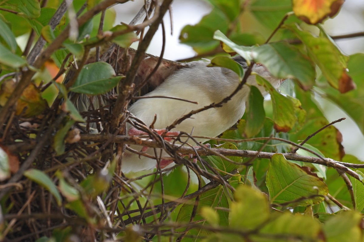 Western x Gray Kingbird (hybrid) - ML639432681