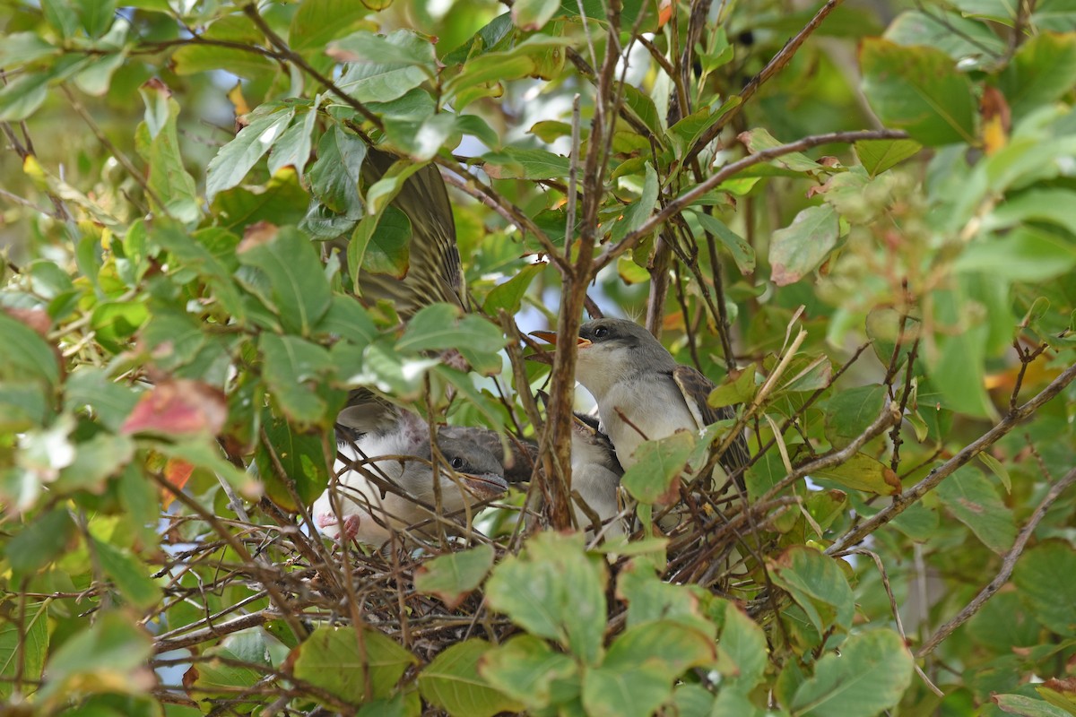 Western x Gray Kingbird (hybrid) - ML639432700