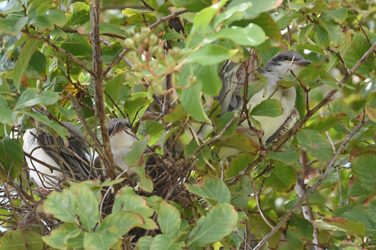Western x Gray Kingbird (hybrid) - ML639432708