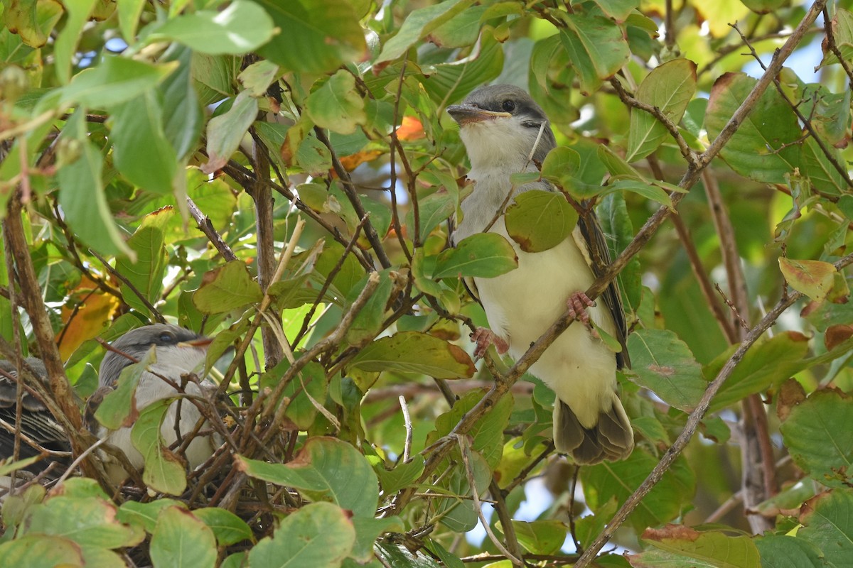 Western x Gray Kingbird (hybrid) - ML639432730