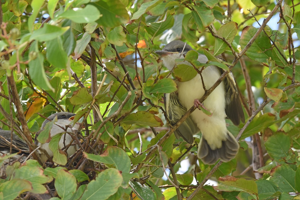 Western x Gray Kingbird (hybrid) - ML639432731