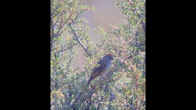 Green-tailed Towhee - ML639432733