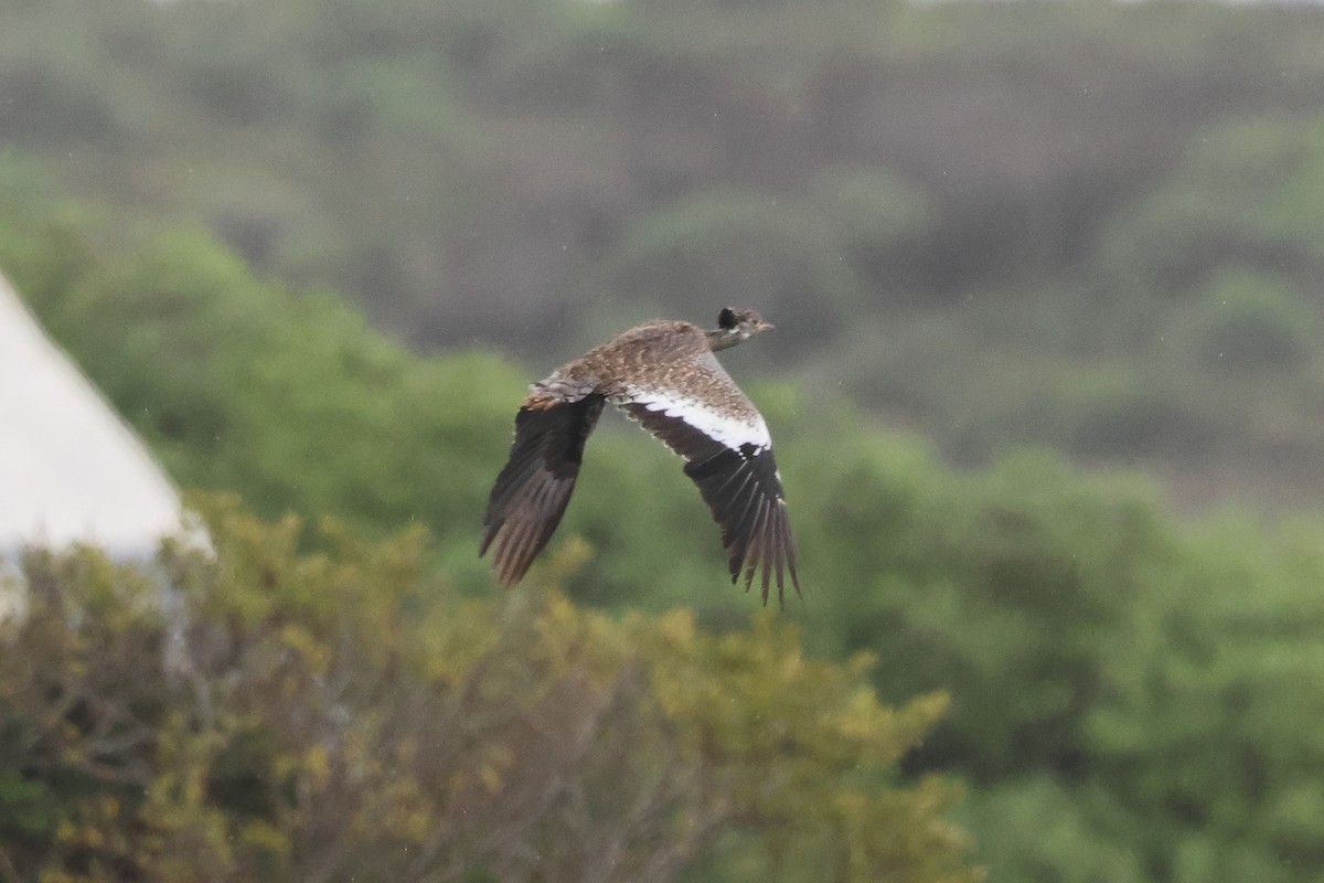 Black Bustard - ML639432749