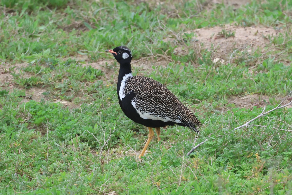 Black Bustard - ML639432750