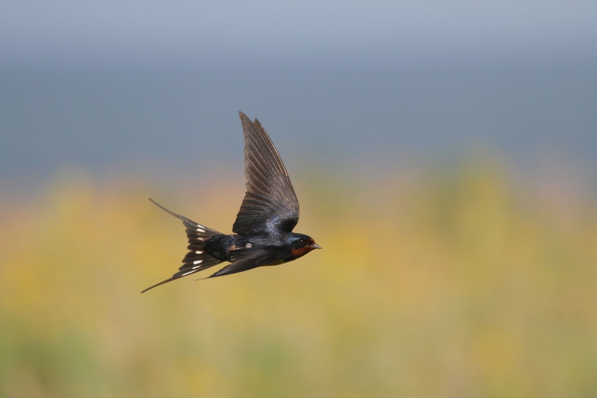 Barn Swallow (American) - ML639432762