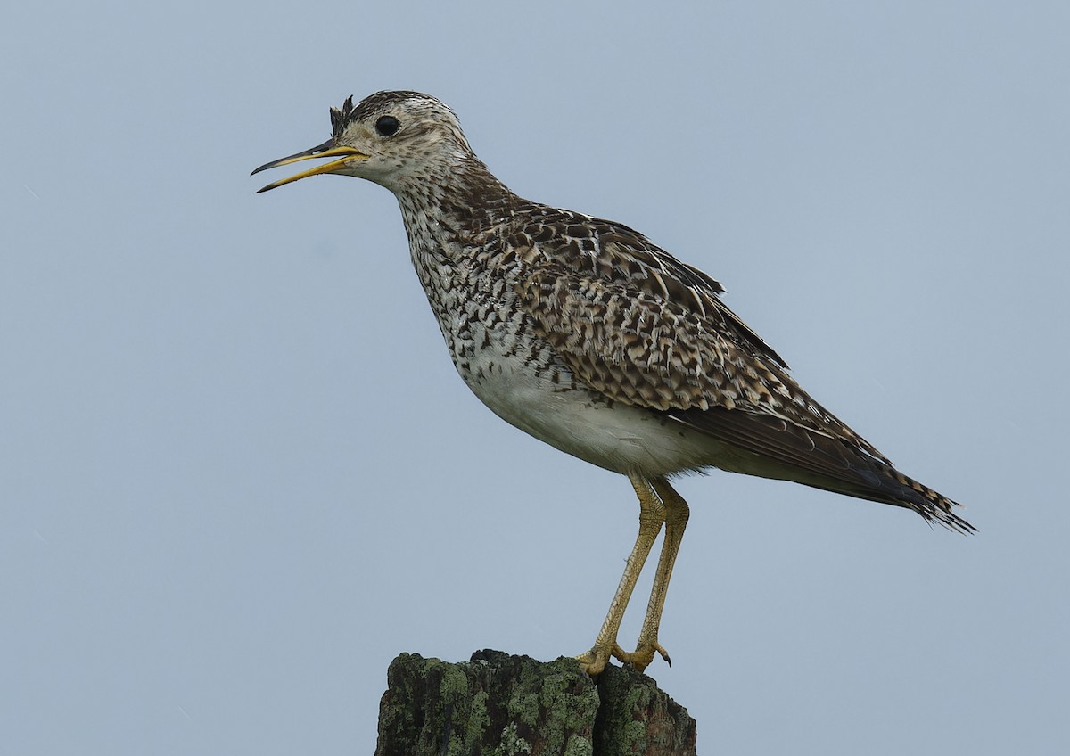 Upland Sandpiper - ML639432848