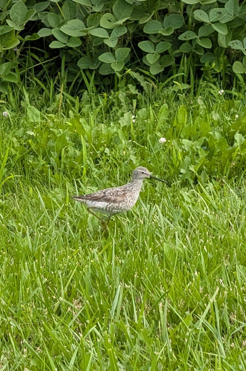 Stilt Sandpiper - ML639433076