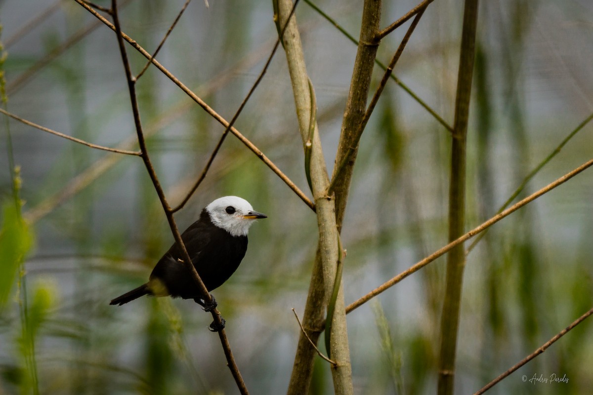 White-headed Marsh Tyrant - ML639433498