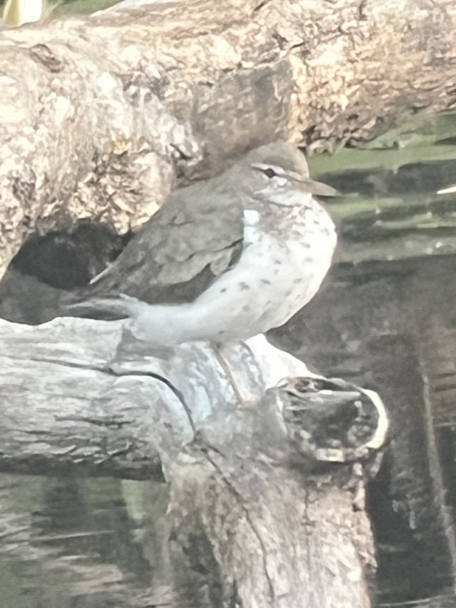 Spotted Sandpiper - ML639433538