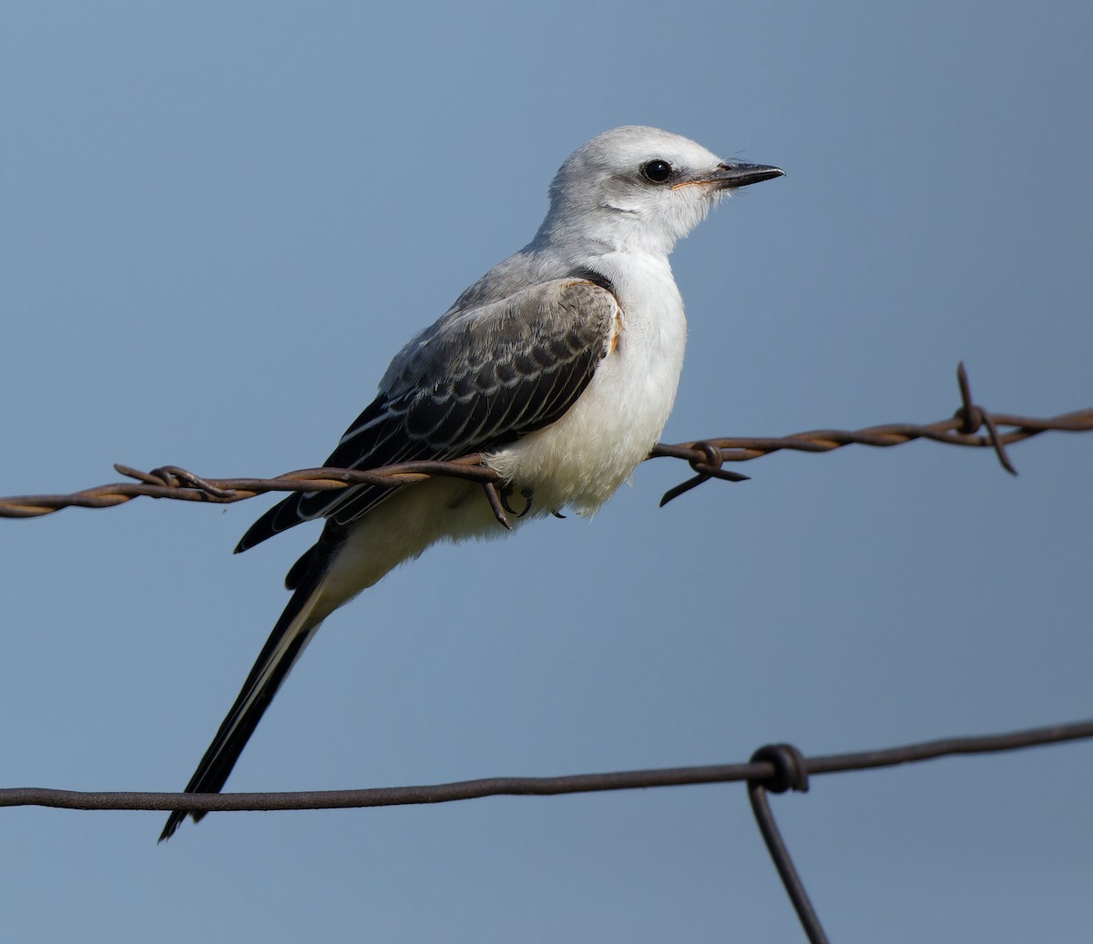 Scissor-tailed Flycatcher - ML639433684