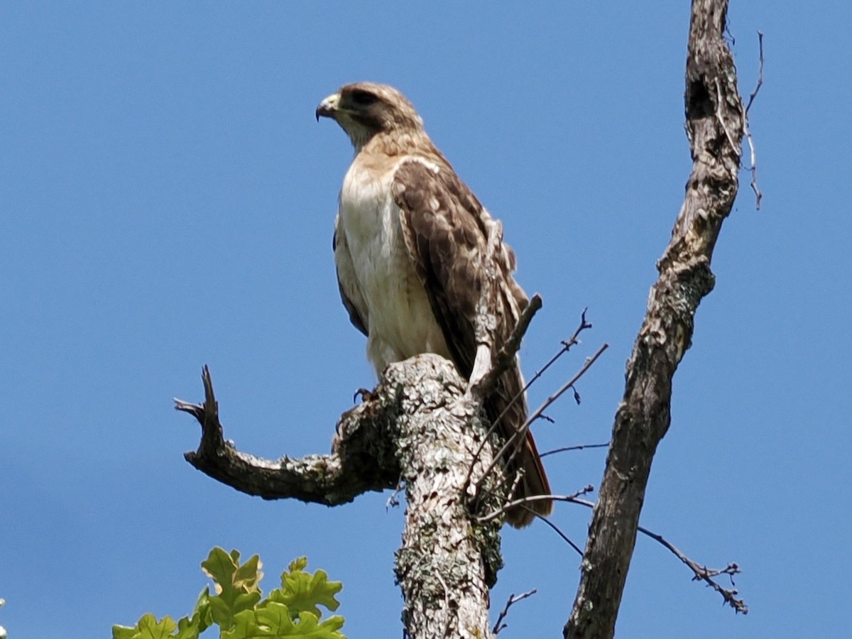 Buse à queue rousse - ML639433696
