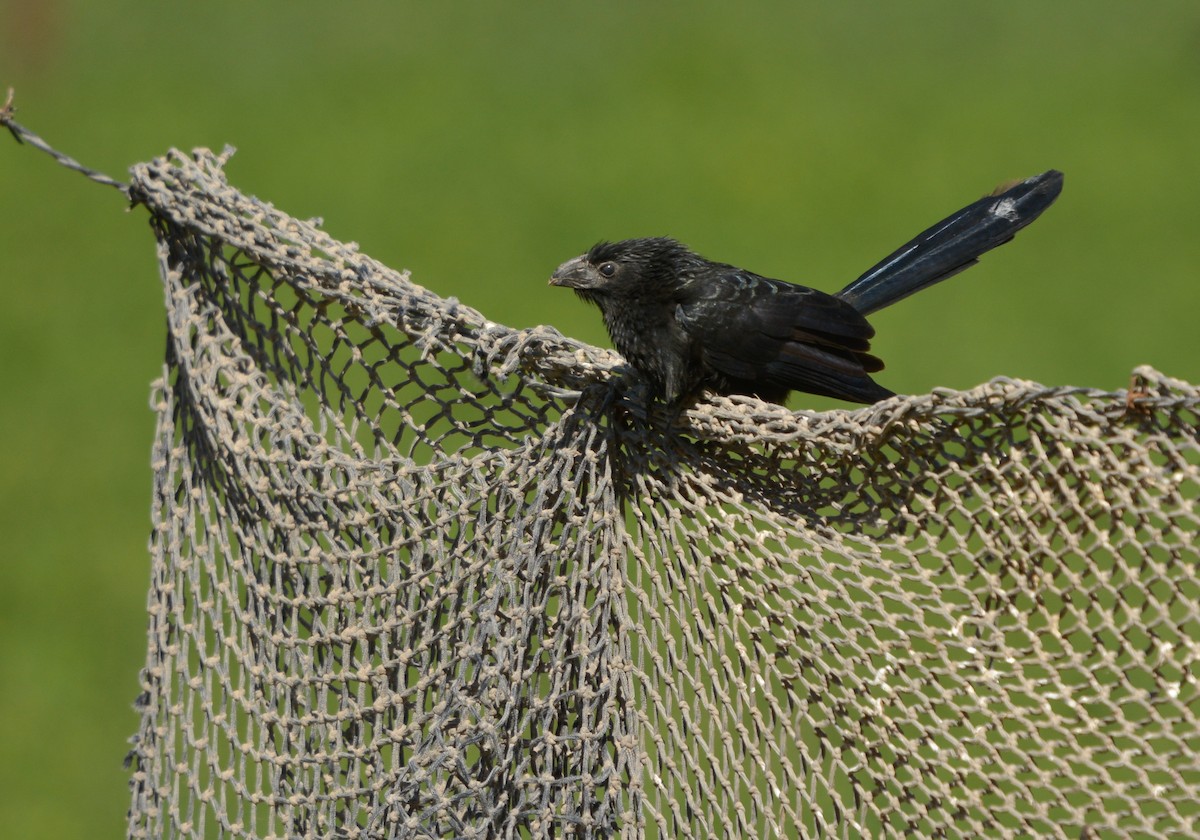 Groove-billed Ani - ML639433697