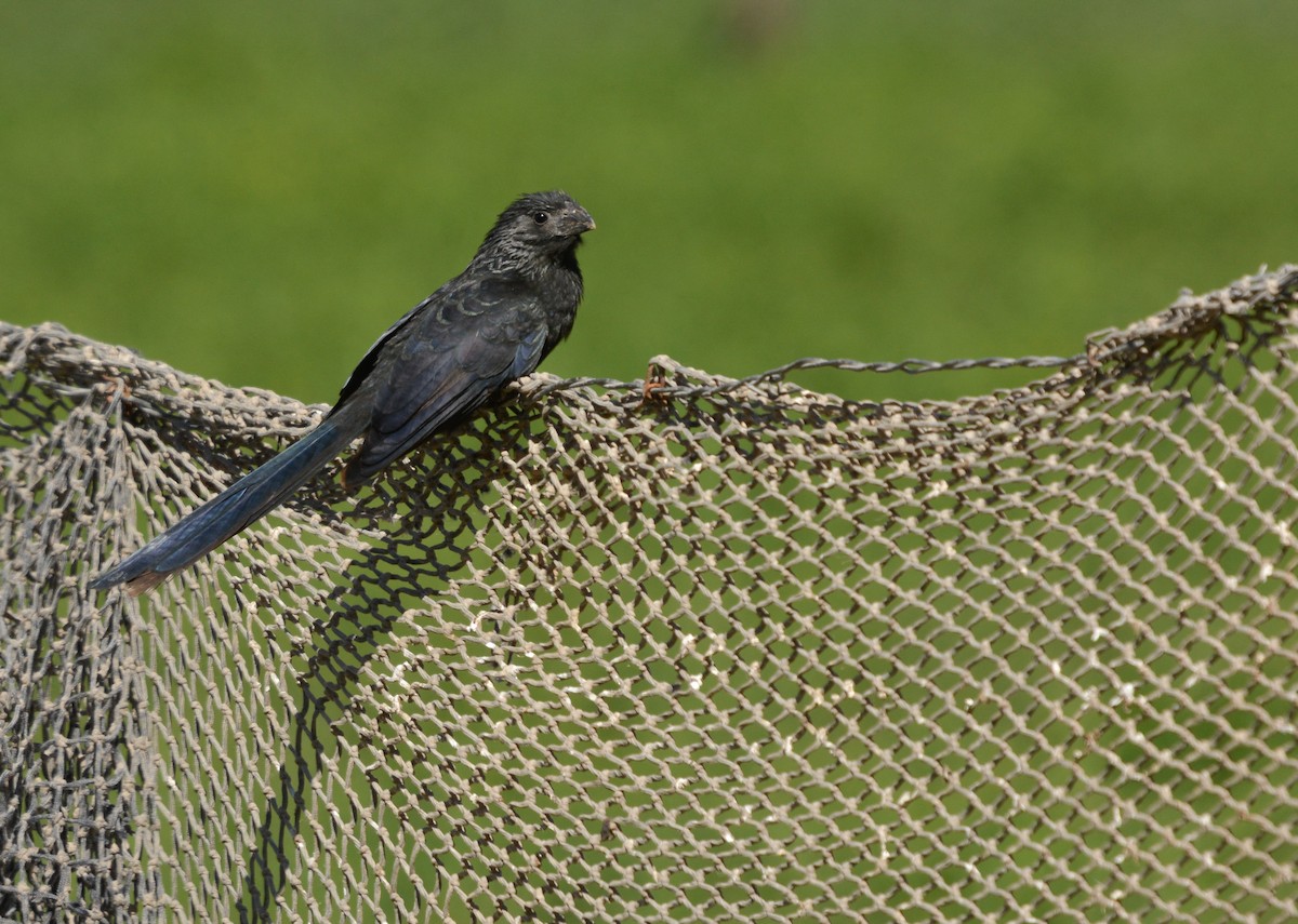 Groove-billed Ani - ML639433698