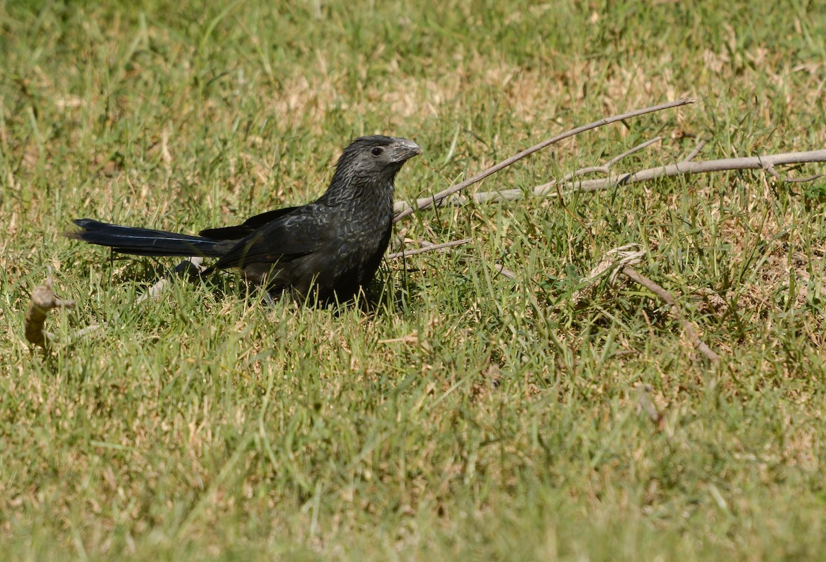 Groove-billed Ani - ML639433699