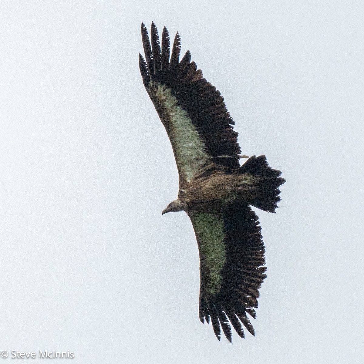 Himalayan Griffon - ML639433723