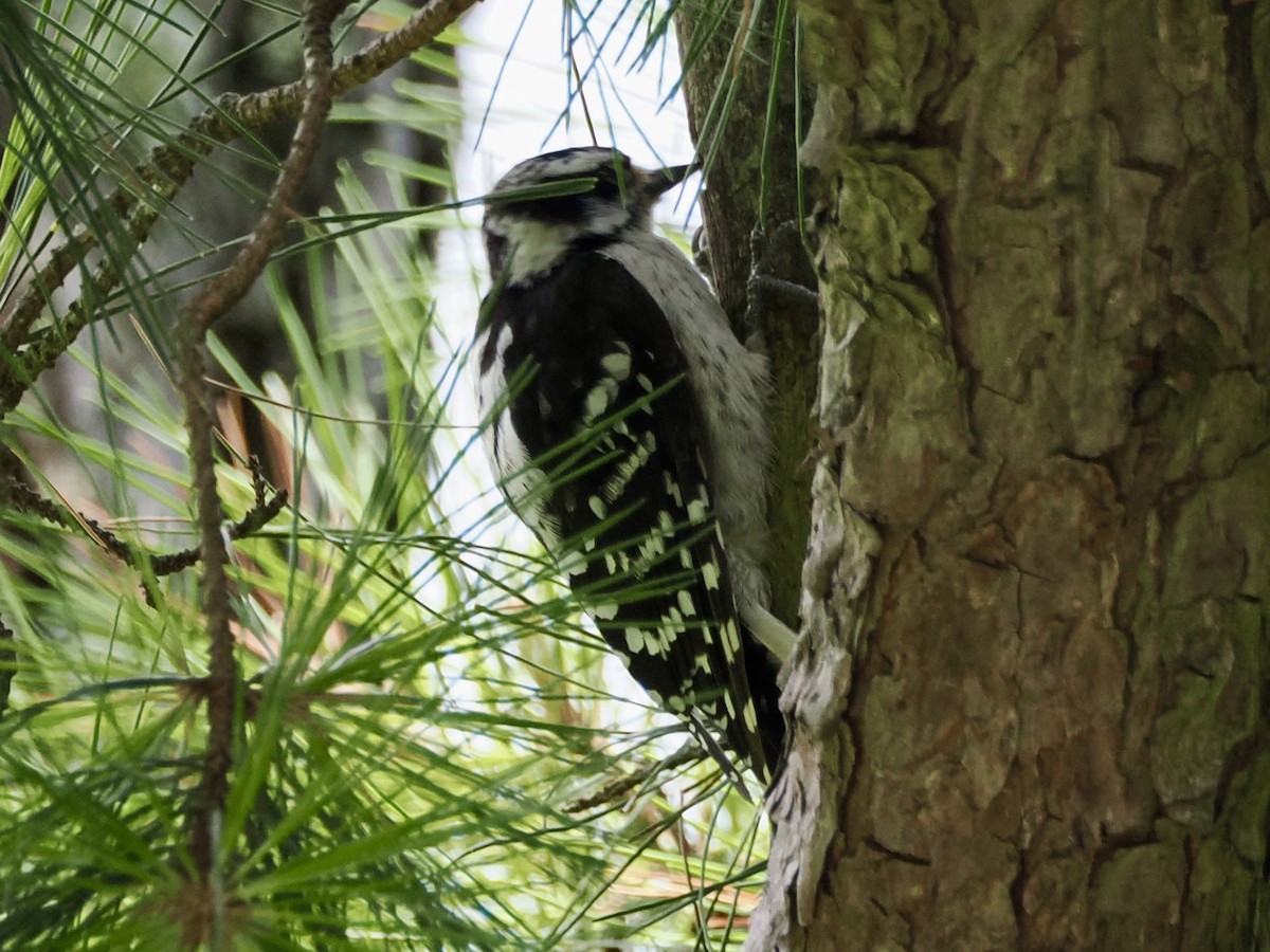 Pic mineur - ML639433745