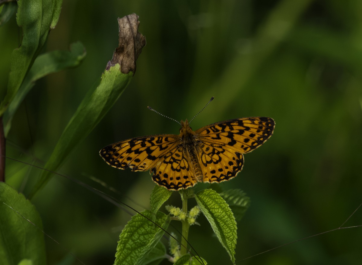 American Silver-bordered Fritillary - ML639433760