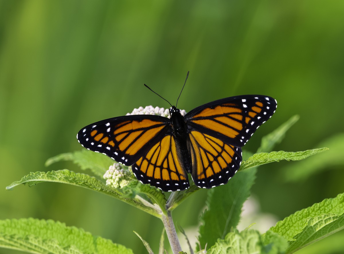 Viceroy - ML639433761