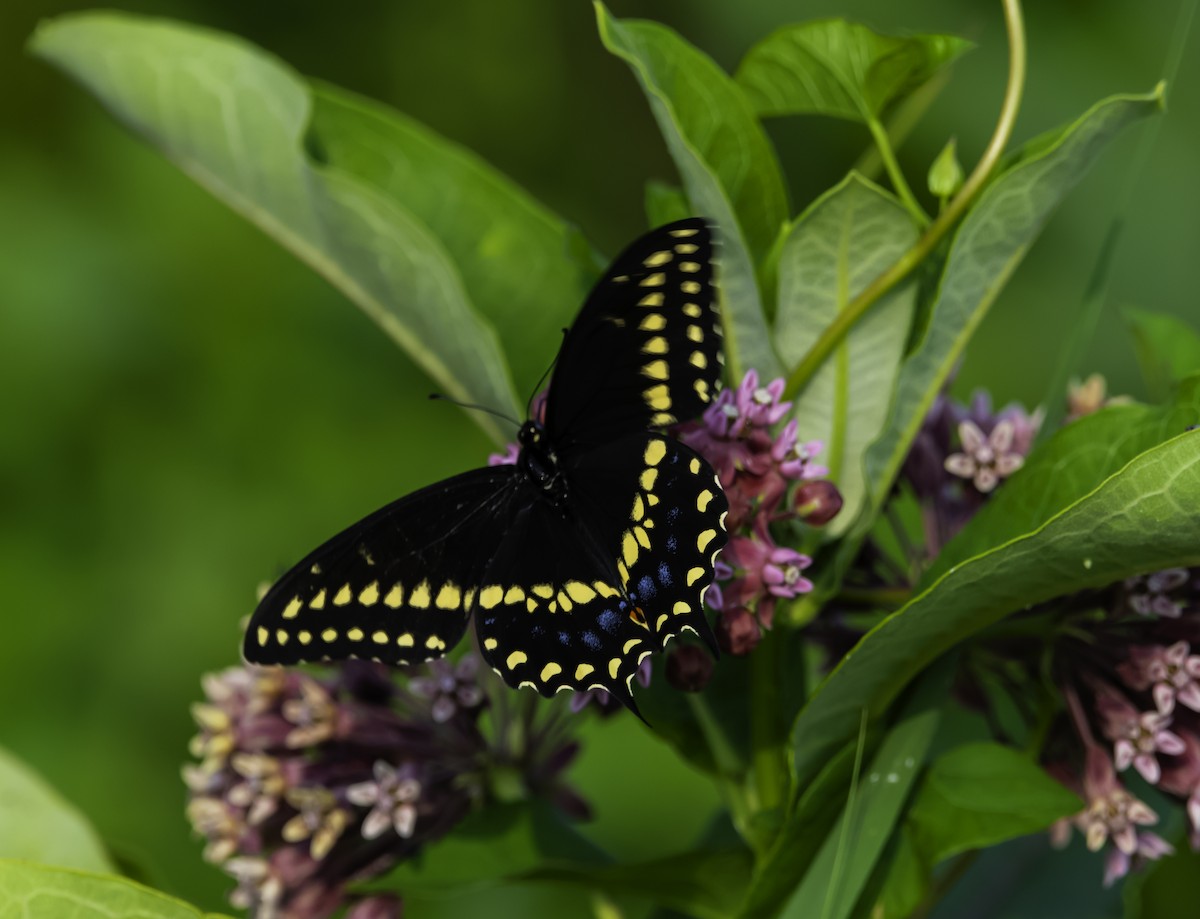 Black Swallowtail - ML639433762