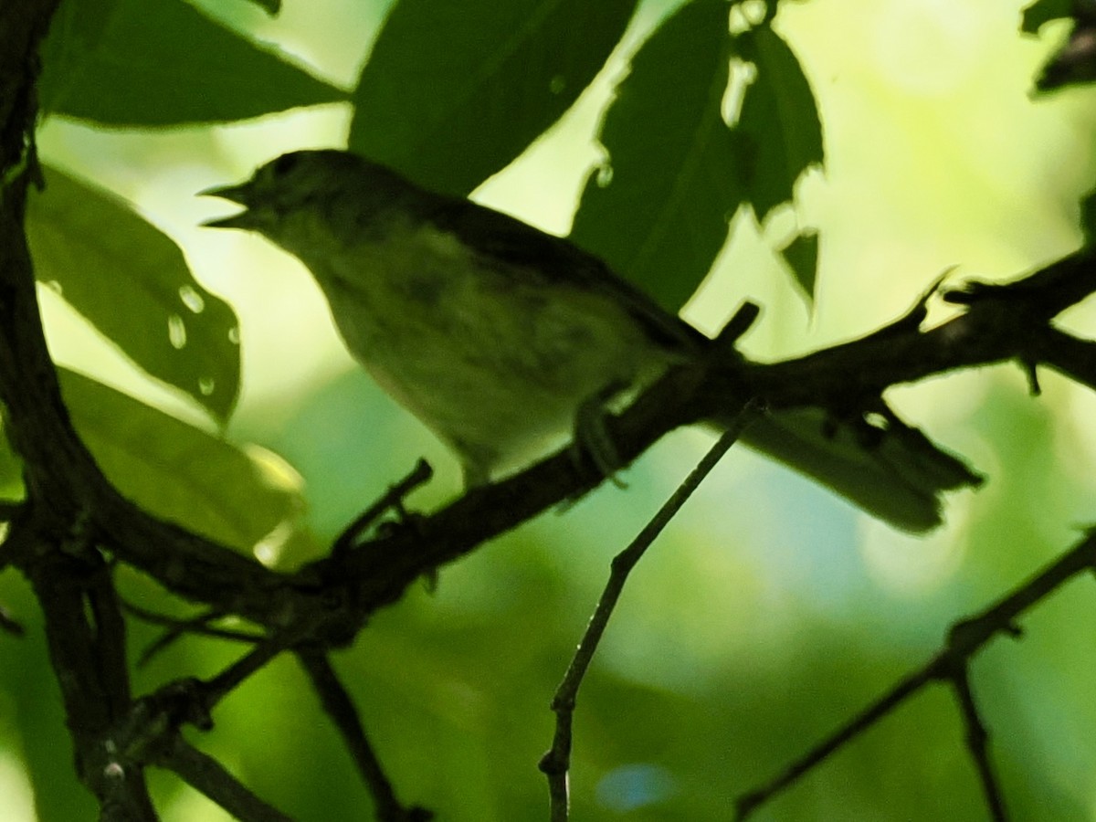 Mésange bicolore - ML639433763