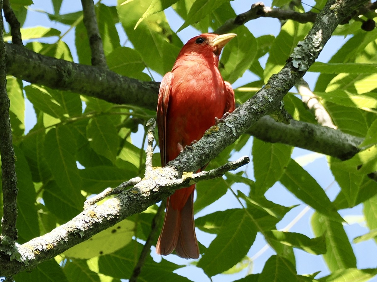 Piranga vermillon - ML639433771