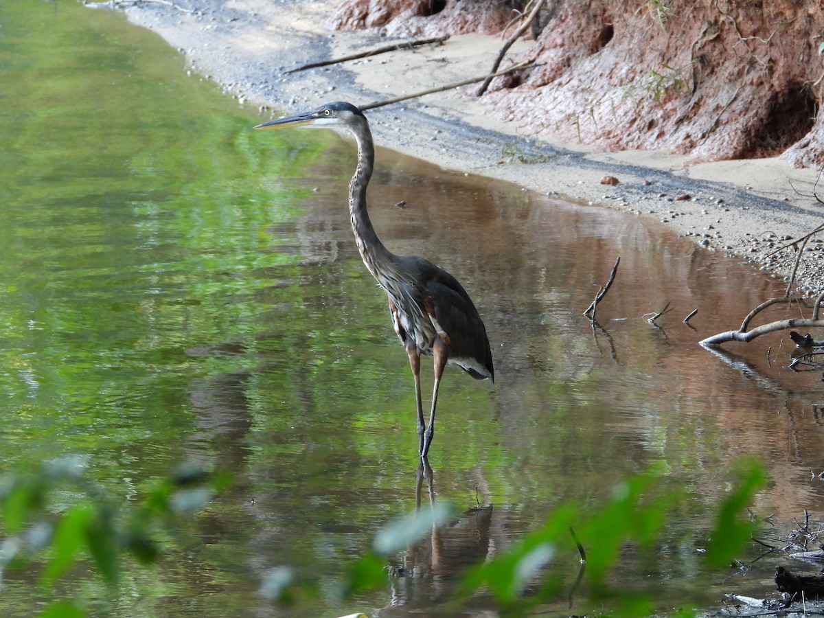 Great Blue Heron - ML639433824