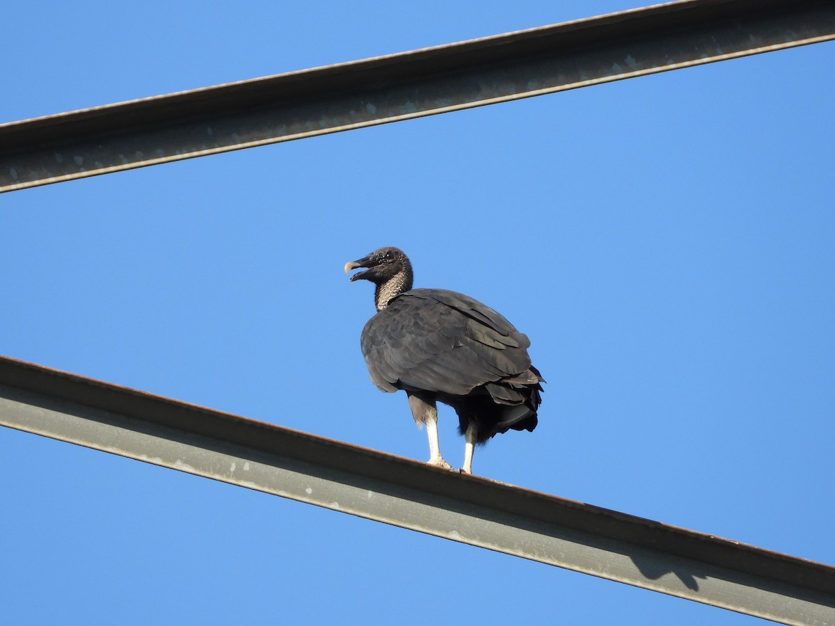 Black Vulture - ML639433830
